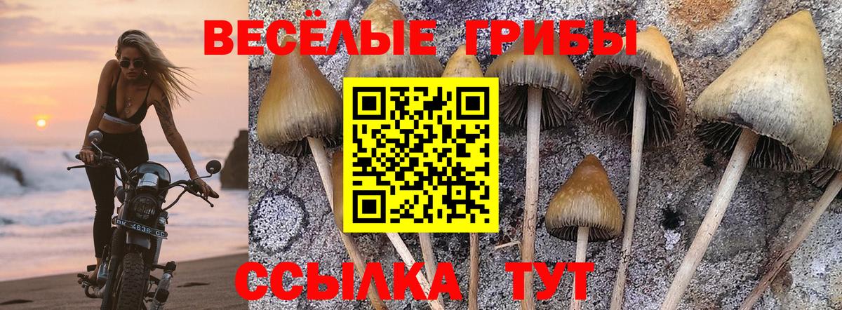 Галлюциногенные грибы Cubensis  Вход с VPN  Нижний Новгород 